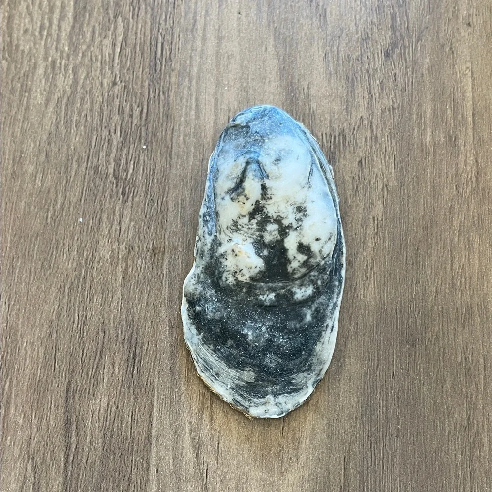Natural oyster shell ring dish - small and medium